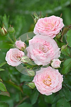 Rosa `Double Delight`.Opened red rose bud