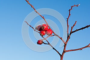 Rosa dumalis Bechst rose bush berry with blue sky in background.