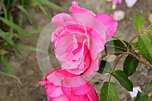 Rosa 'Electron'