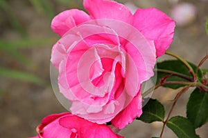 Rosa 'Electron'