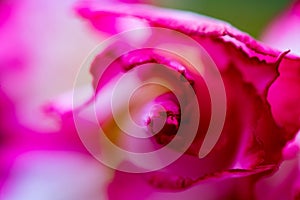 Rosa em Macro