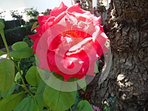 Rosa photo