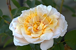 Rosa 'English Garden'