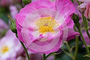 Rosa escapade