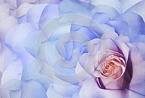Rosa flower  blue-purple. Floral background. Close-up. Nature