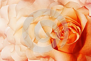 Rosa flower orange. Floral background. Close-up. Nature