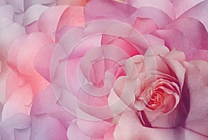 Rosa flower pink. Floral background. Close-up. Nature