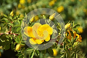 Rosa foetida , Persian yellow rose