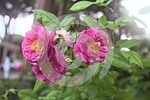Rosa gallica in bloom