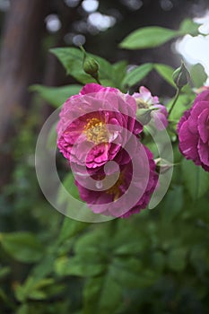 Rosa gallica in bloom
