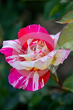 Rosa gallica or French rose pink yellow flower in the garden design