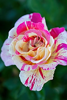 Rosa gallica or French rose pink yellow flower in the garden design