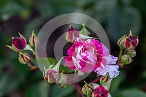 Rosa gallica or French rose pink yellow flower in the garden design