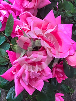 Rosa gallica, the Gallic rose, French rose, or rose of Provins