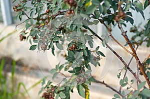 Rosa Gallica Native From Europe And Asia