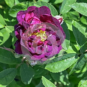 Rosa gallica officinalis known as Gallic rose, French rose, rose of Provins, red rose of Lancaster and Apothecary`s rose