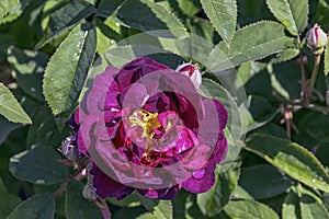 Rosa gallica officinalis known as Gallic rose, French rose, rose of Provins, red rose of Lancaster and Apothecary`s rose