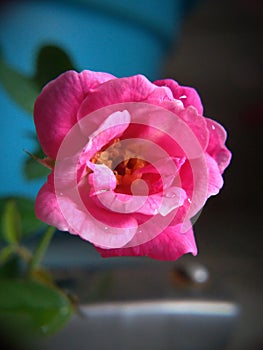 Rosa Gallica, Rose Gallic, French Rose, or Provins Mawar, is a species of flowering plants in the Mawar family.