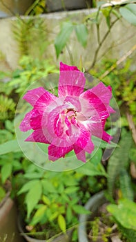 Rosa gallica, is a species of flowering plant in the rose family, native to southern and central Europe east to Turkey