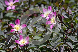 Rosa glauca rubrifolia red-leaved rose in bloom, beautiful ornamental redleaf flowering deciduous shrub, spring flowers