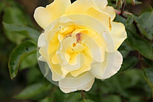 Rosa 'Golden Showers'