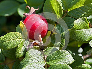 Rosa hip in green leaves