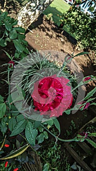 Rosa \'Ingrid Bergman\' is a red hybrid tea rose