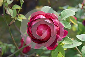 Rosa X : L.D. Braithwaite rosaceae