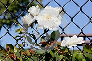 Rosa 'Lace Cascade'