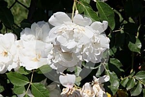 Rosa 'Lace Cascade'