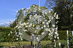 Rosa laevigata flowers