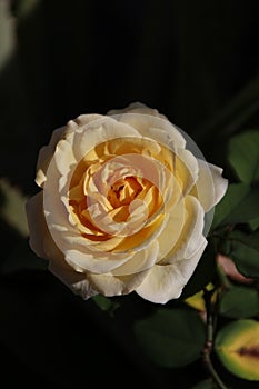 Rosa Lily Pons (Hybrid Tea Rose) photo