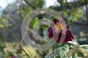 Rosa 'Louis de Funes' is an orange hybrid tea rose. Flowers are singly carried on long stems. Light, fruity scent.