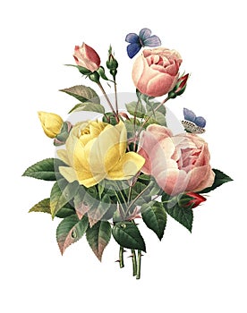 Rosa Lutea and Rosa indica | Redoute Flower Illustrations