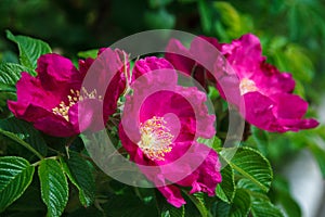 Rosa majalis, Rose hip flower grows on a sunny summer day