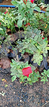 Rosa & x27;Mister Lincoln& x27;, also known as & x27;Mr. Lincoln& x27;, is a dark red Hybrid tea rose.