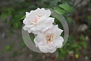 Rosa moschata Herrm.: Fragrant elegance, timeless allure.