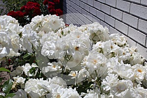 Rosa moschata white