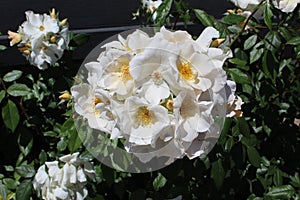 Rosa moschata white c