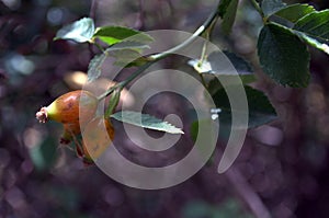 Rosa multiflora hips (fruits)