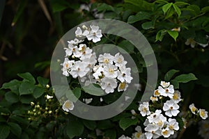 Rosa multiflora ( Japanese rose ) flowers. rosaceae deciduous vine shrub. photo