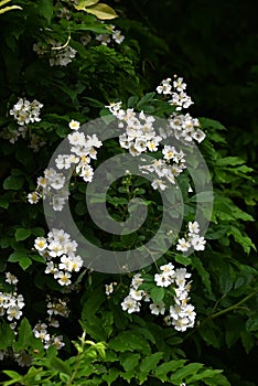 Rosa multiflora ( Japanese rose ) flowers. rosaceae deciduous vine shrub. photo