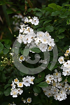 Rosa multiflora ( Japanese rose ) flowers. rosaceae deciduous vine shrub. photo