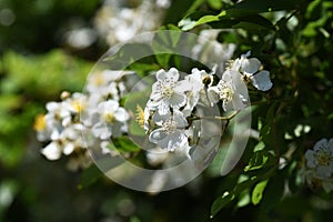 Rosa multiflora Japanese rose photo