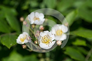 Rosa multiflora, many-flowered rose white flowers closeup selective focus