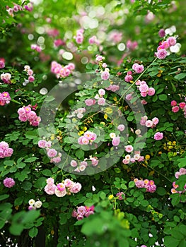 Rosa multiflora photo