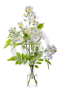 Rosa multiflora   rosa polyantha or baby rose in a glass vessel on a white background