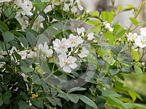 Rosa multiflora or Rosa polyantha or multiflora rose flowering plant photo