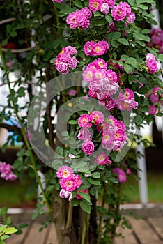 Rosa multiflora-Rosa chinensis Jacq.