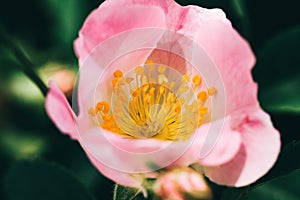 Rosa multiflora, Rosa polyantha closeup. Flower background, garden flowers. Horizontal summer flowers art background. Space in bac